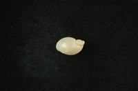 藏品(小椎實螺)的圖片